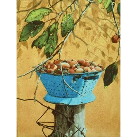 October Persimmons