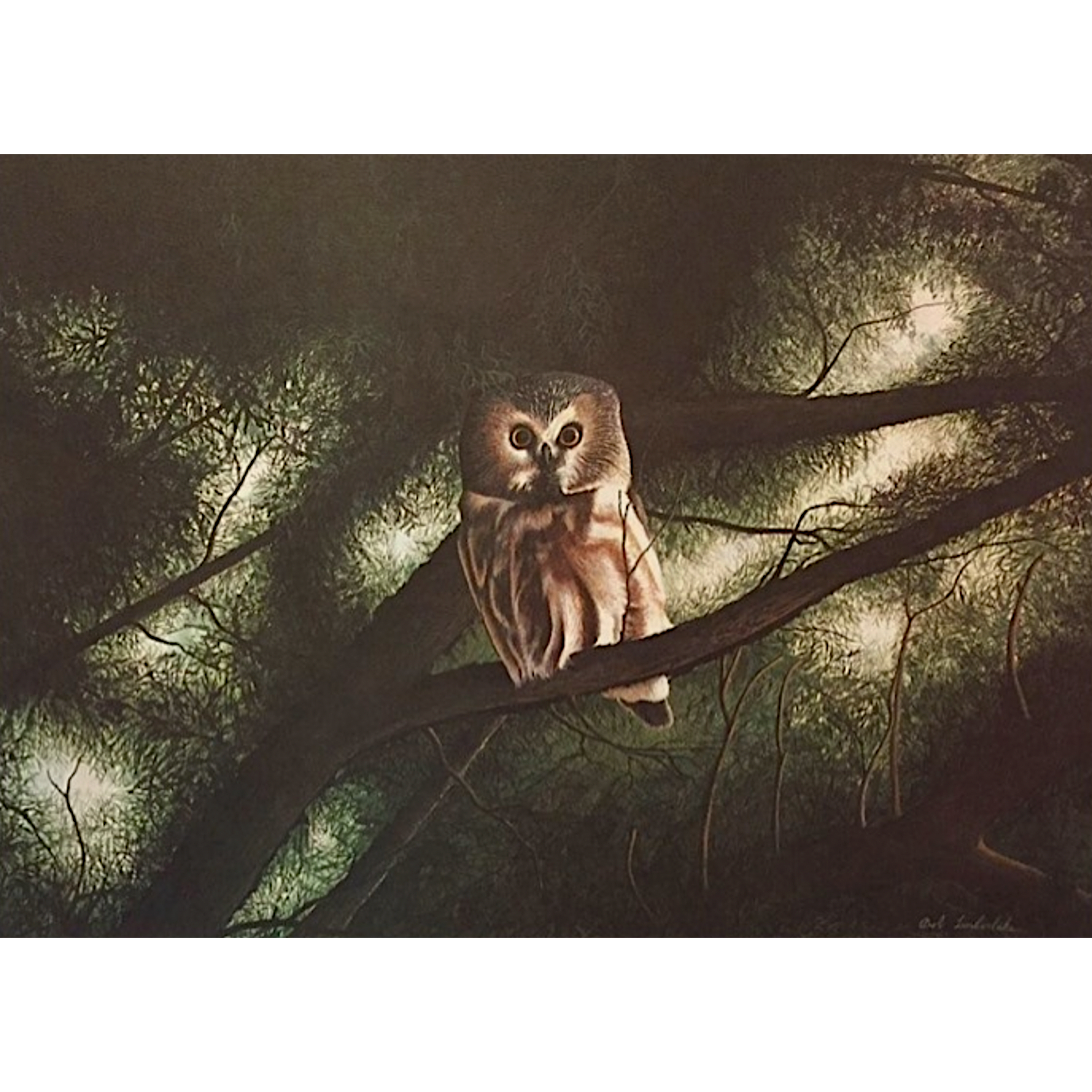 Saw Whet Owl